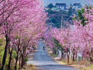 Điểm danh những cung đường hoa mai anh đào đẹp như tranh vẽ ở Đà Lạt