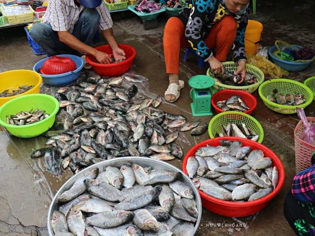 Hướng dẫn mua hải sản Đồ Sơn: Chọn hàng chuẩn, giá tốt nhất