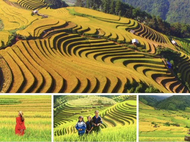 Sapa mùa lúa chín tháng mấy đẹp nhất? Trọn bộ kinh nghiệm và tọa độ "sống ảo" vạn người mê