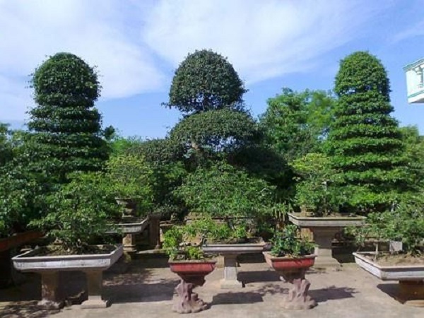 Làng vườn Bách Thuận với hơn 100 năm tuổi đời