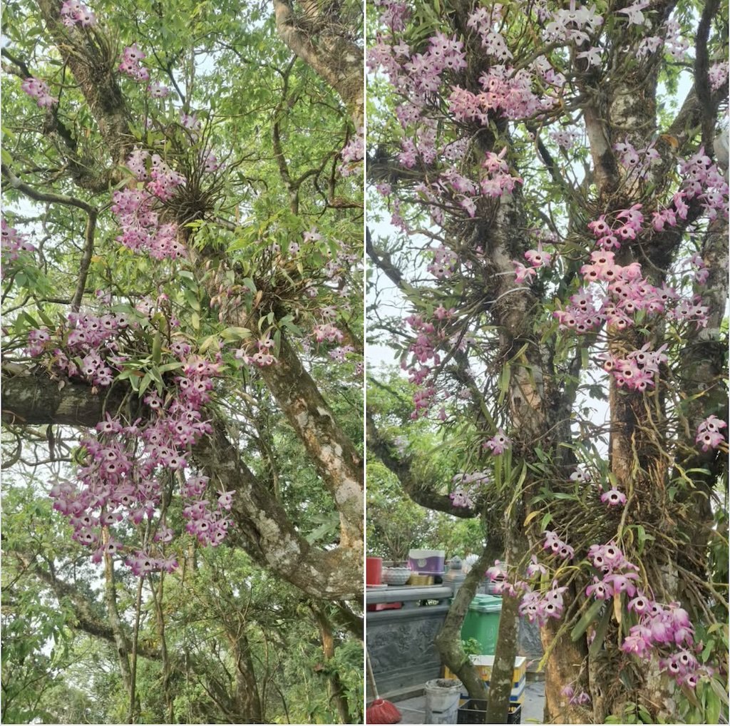Hình ảnh hoa lan của 1 du khách