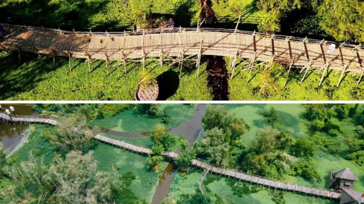 Cầu rồng tre 10 km trải dài qua thung lũng