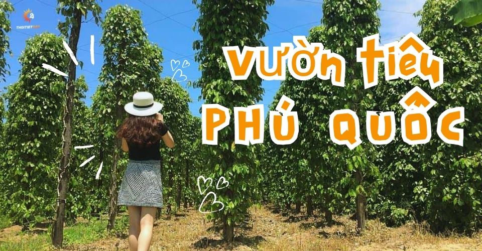 vuon-tieu-phu-quoc.jpg (164 KB)