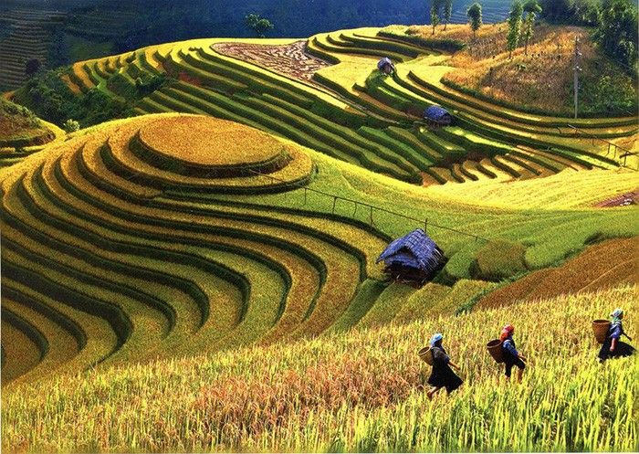 mu-cang-chai.jpg (122 KB)